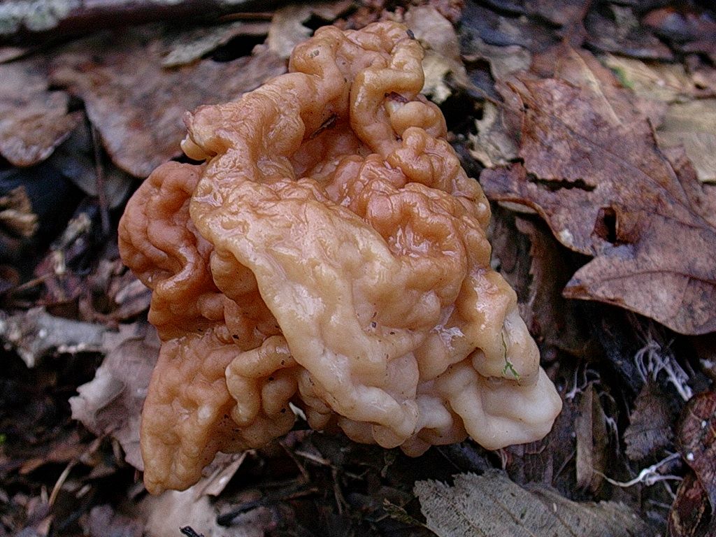 1961 Aprile vecchio ritrovamento